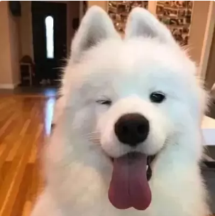 设计师